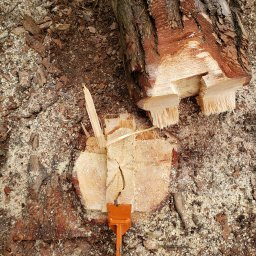 Grinix Sylwester Groblewski - Profesjonalne wycinanie drzew.