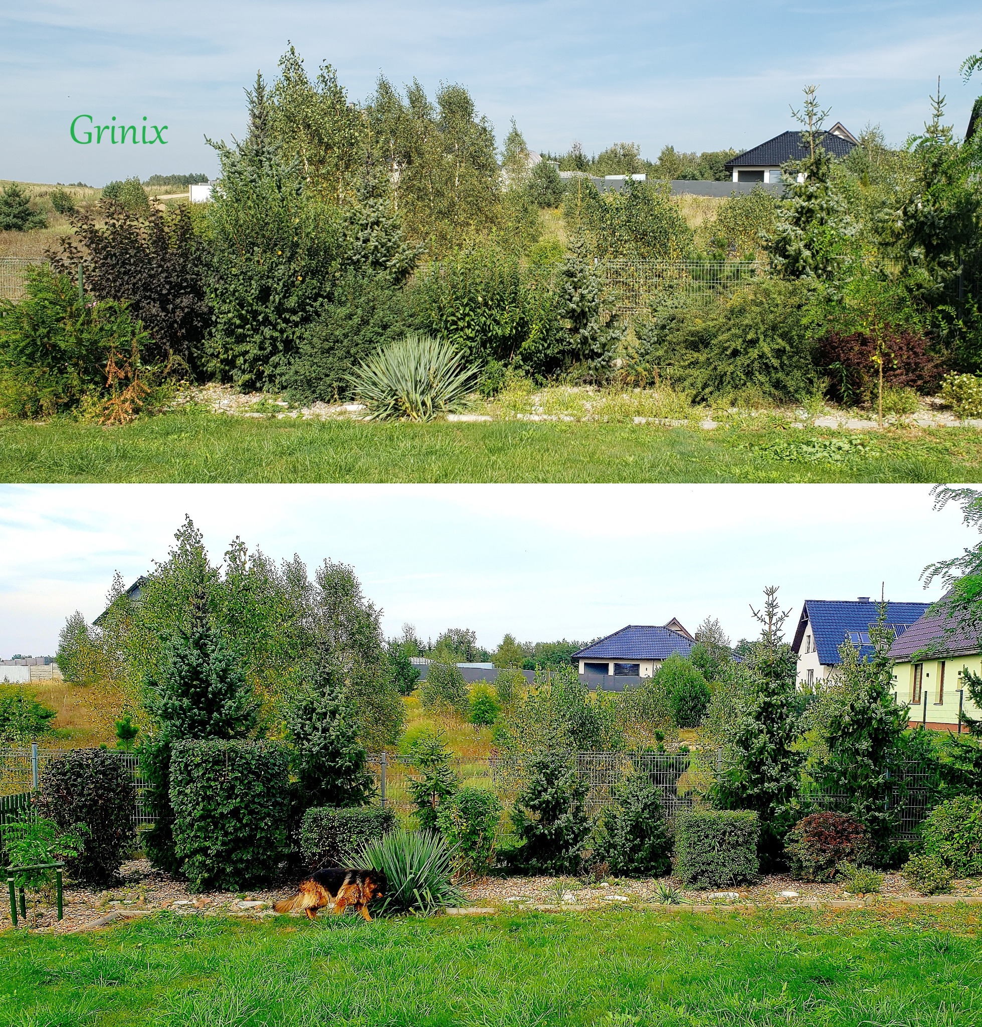 Przycięcie kilku krzewów.