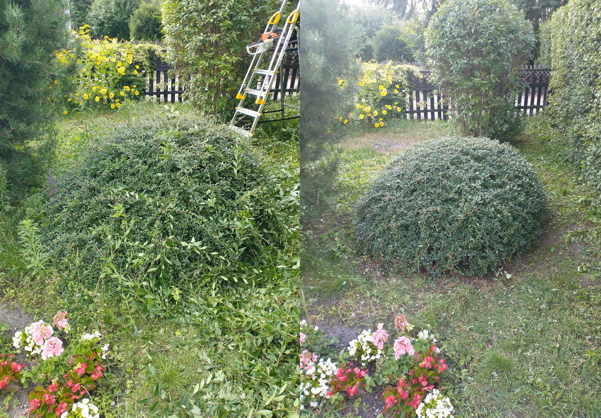 Kadr dzielony: po lewej krzew po strzyżeniu z leżącymi obok gałązkami, drabina z nożycami spalinowymi w tle, po prawej ten sam krzew przed strzyżeniem, kwiaty na pierwszym planie.