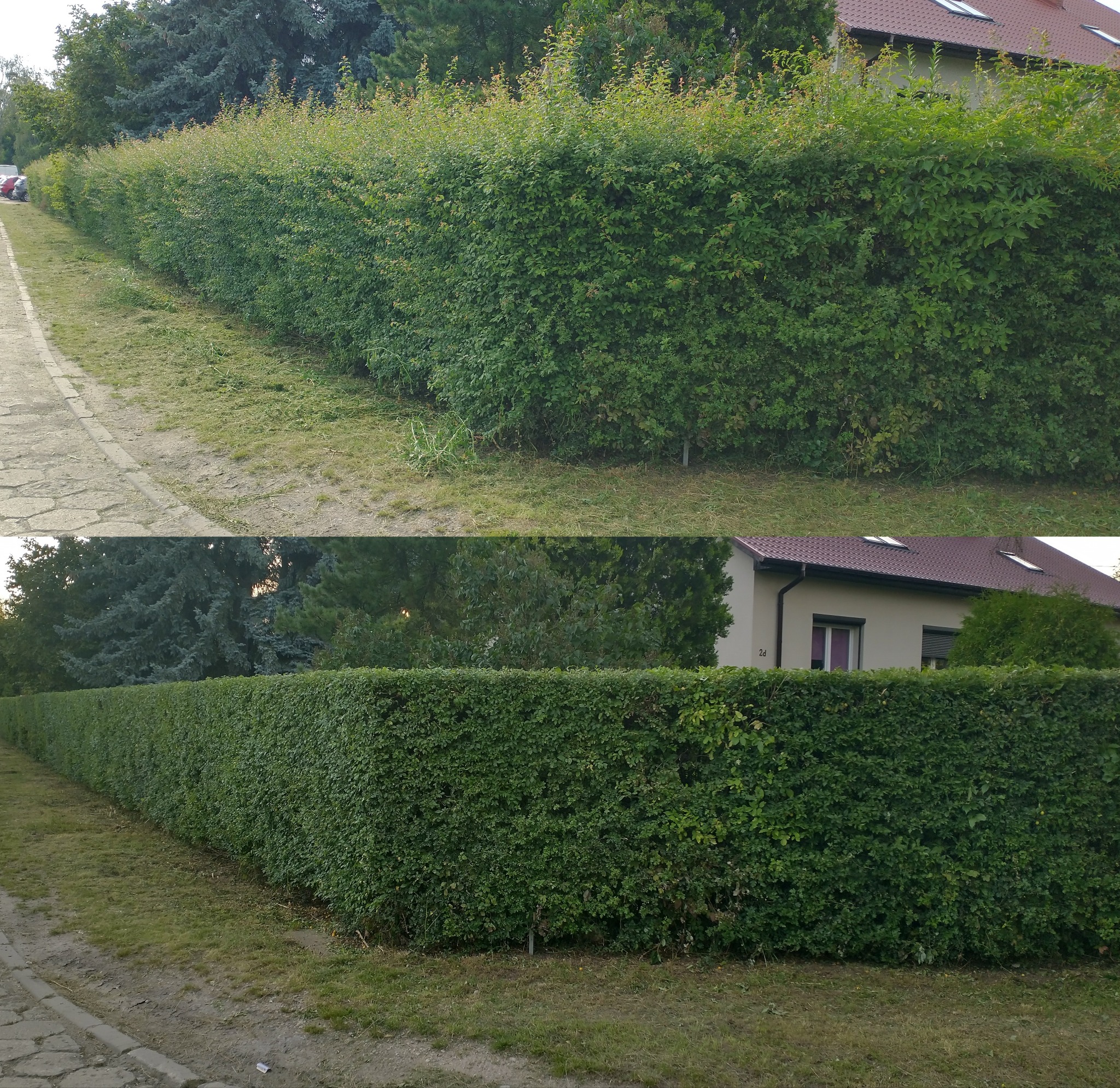 Dzielone ujęcie żywopłotu przed i po formowaniu; widoczne różnice w gęstości i wysokości, z resztkami trawy po strzyżeniu na ziemi.