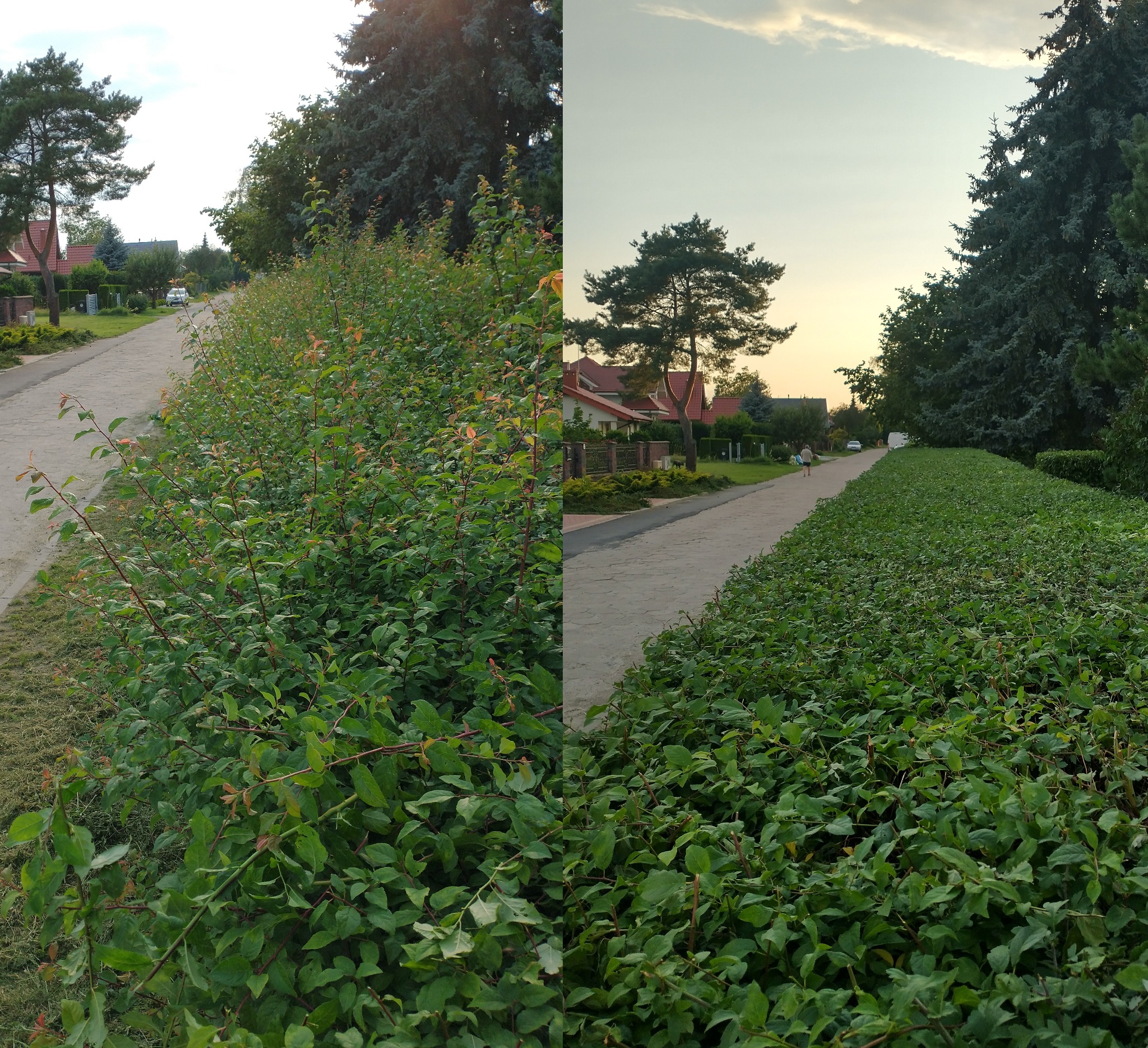 Porównanie dwóch fragmentów żywopłotu: po lewej stronie widoczny krzew z rzadkimi liśćmi i wystającymi gałązkami, a obok niego skoszona trawa; po prawej stronie gęsty, równo przycięty żywopłot...