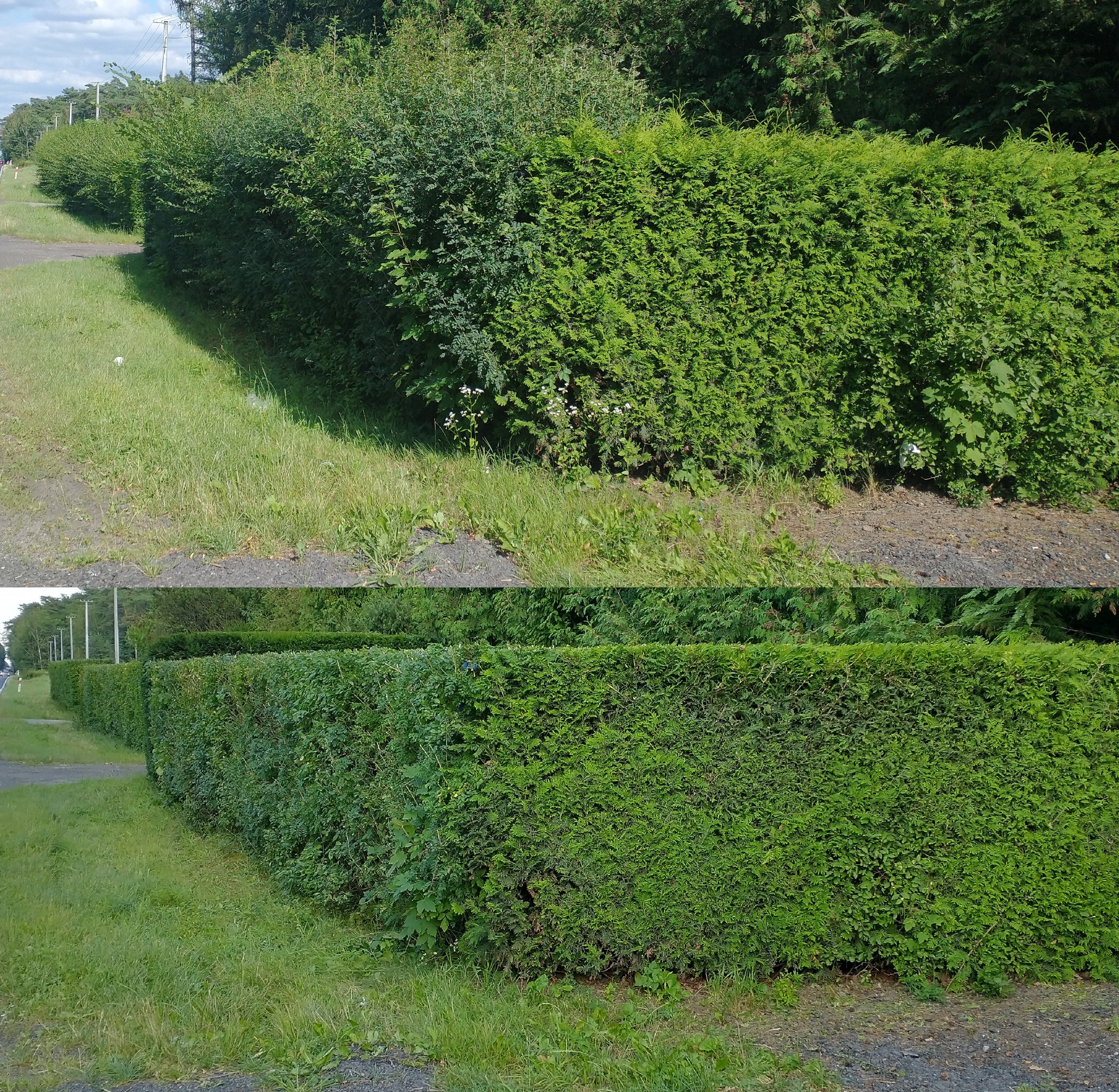 Długi, gęsty żywopłot z iglaków i krzewów liściastych, częściowo przycięty, oddzielający drogę od trawnika, widok z poziomu gruntu.