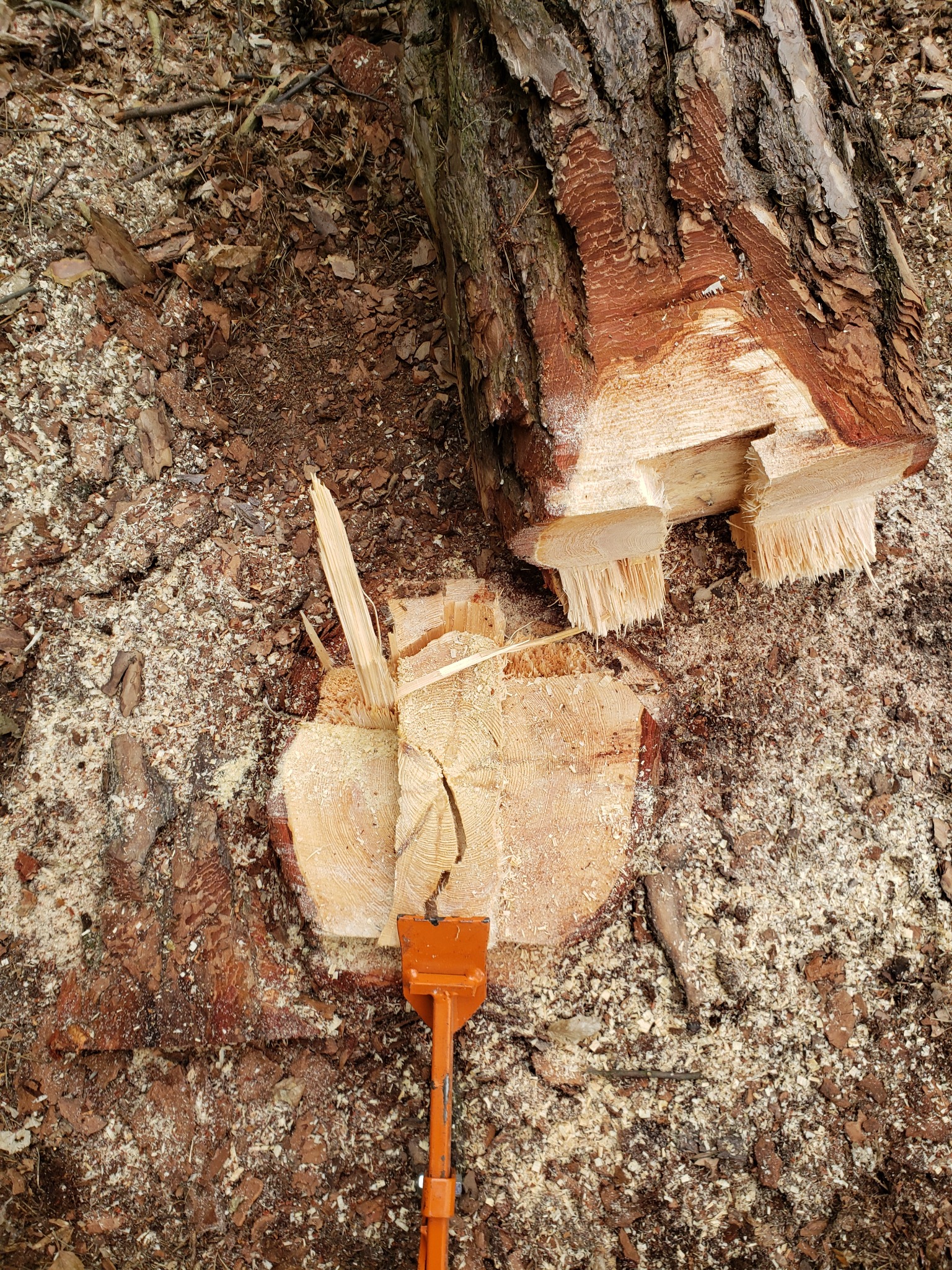 Profesjonalne wycinanie drzew.