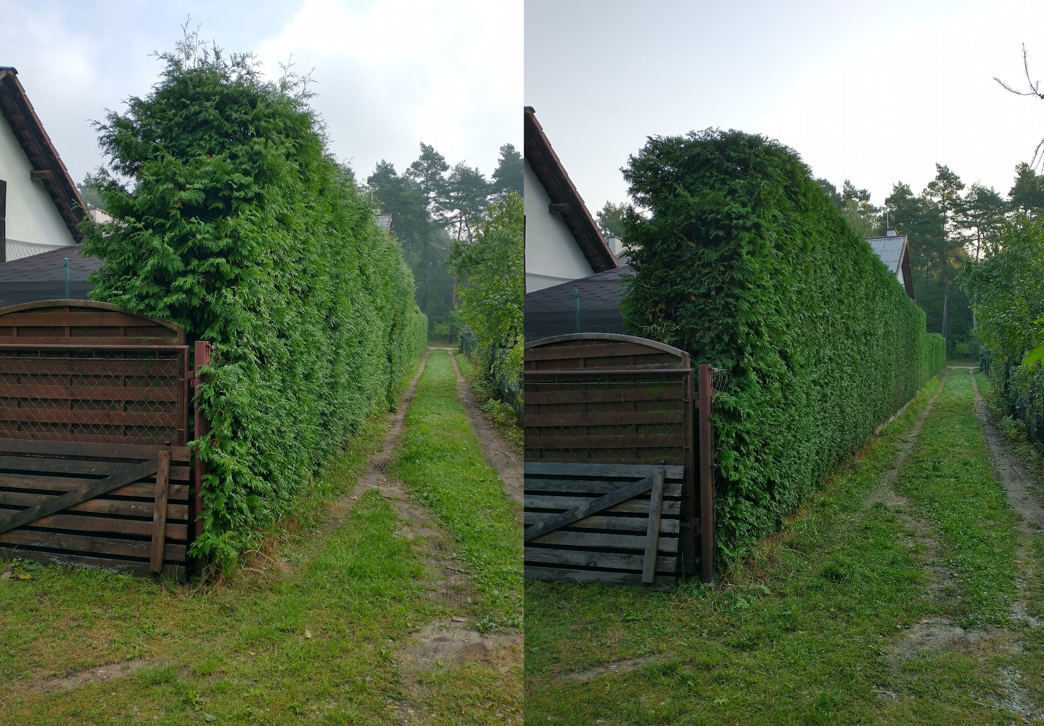 Długa, równo przycięta ściana z żywopłotu z tui, widoczna z perspektywy drogi polnej, za brązową bramą z drewnianym płotem w tle dom z czerwonym dachem.