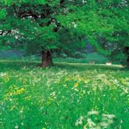 Zagospodarowanie terenów zieleni