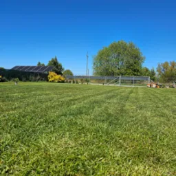 Świeżo skoszony trawnik z widocznymi pasami, na tle drzew i ogrodzenia. W tle panele słoneczne i kosiarka. Błękitne niebo.