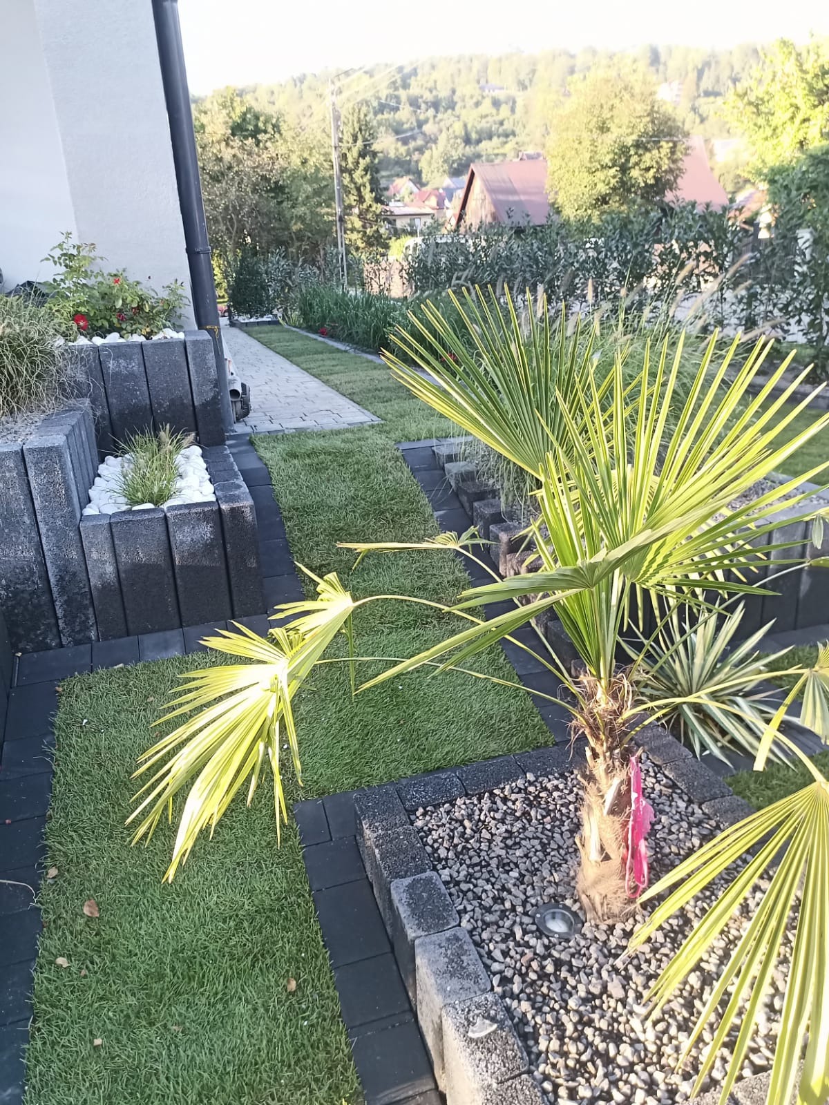 Nowoczesny ogród z palmą w kamiennym obramowaniu, trawnikiem z rolki i ścieżką z kostki brukowej, widok na zalesione wzgórza w tle.