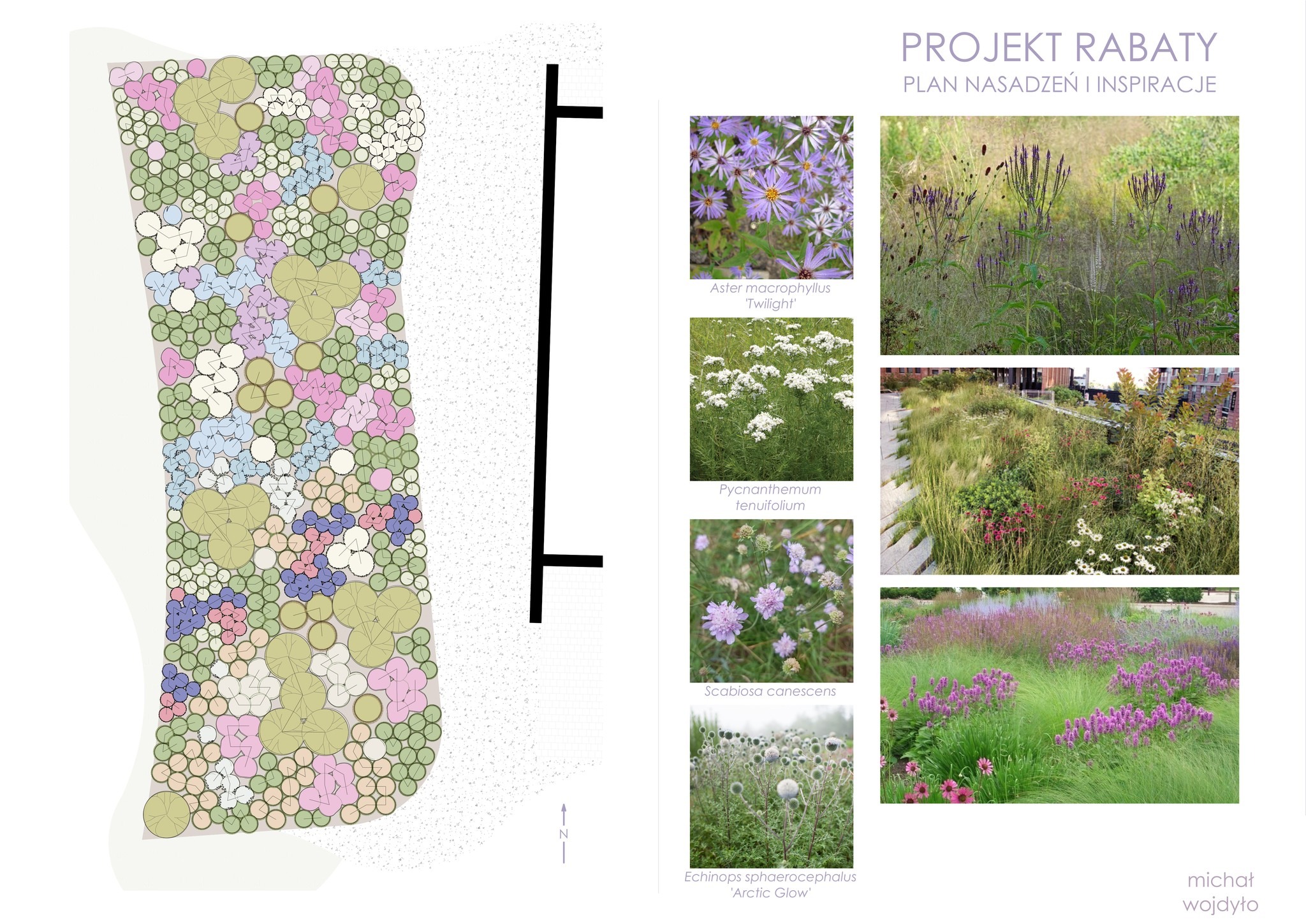 Projekt rabaty z planem nasadzeń i inspiracjami, zawierający schemat rozmieszczenia roślin oraz zdjęcia przykładowych gatunków takich jak Aster macrophyllus 'Twilight', Pycnanthemum tenuifolium...