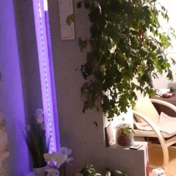 Adam Wykonczenia - Aranżacja wnętrza z elementami dekoracyjnymi: wnęka z oświetleniem LED, półki z roślinami doniczkowymi (storczyk, trawa ozdobna, grubosz), wiszący bluszcz, dekoracje świąteczne i częściowo widoczny...