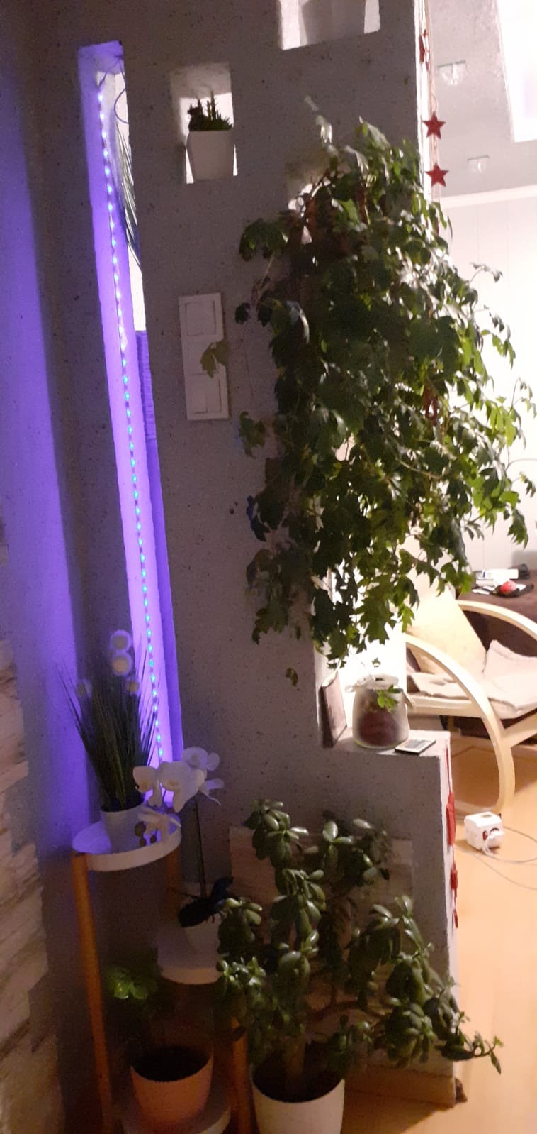 Aranżacja wnętrza z elementami dekoracyjnymi: wnęka z oświetleniem LED, półki z roślinami doniczkowymi (storczyk, trawa ozdobna, grubosz), wiszący bluszcz, dekoracje świąteczne i częściowo widoczny...