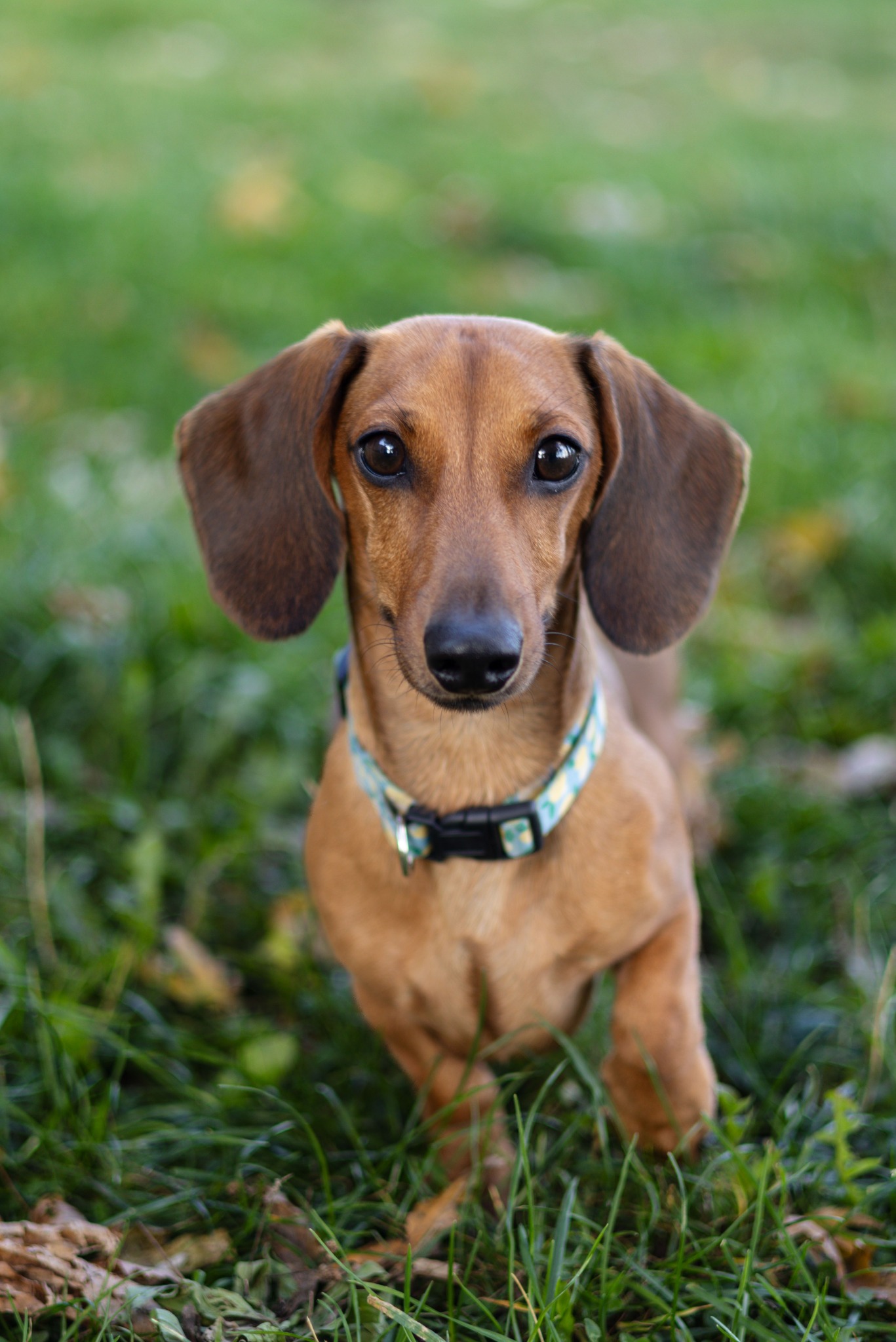 Portret jamnika krótkowłosego o bursztynowej sierści w obroży z geometrycznym wzorem na tle zielonej trawy.