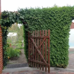 Otwarta drewniana furtka prowadząca do ogrodu z gęstym żywopłotem z tui, widoczna szklarnia w tle, ceglana ściana budynku z pnącymi roślinami po lewej stronie.