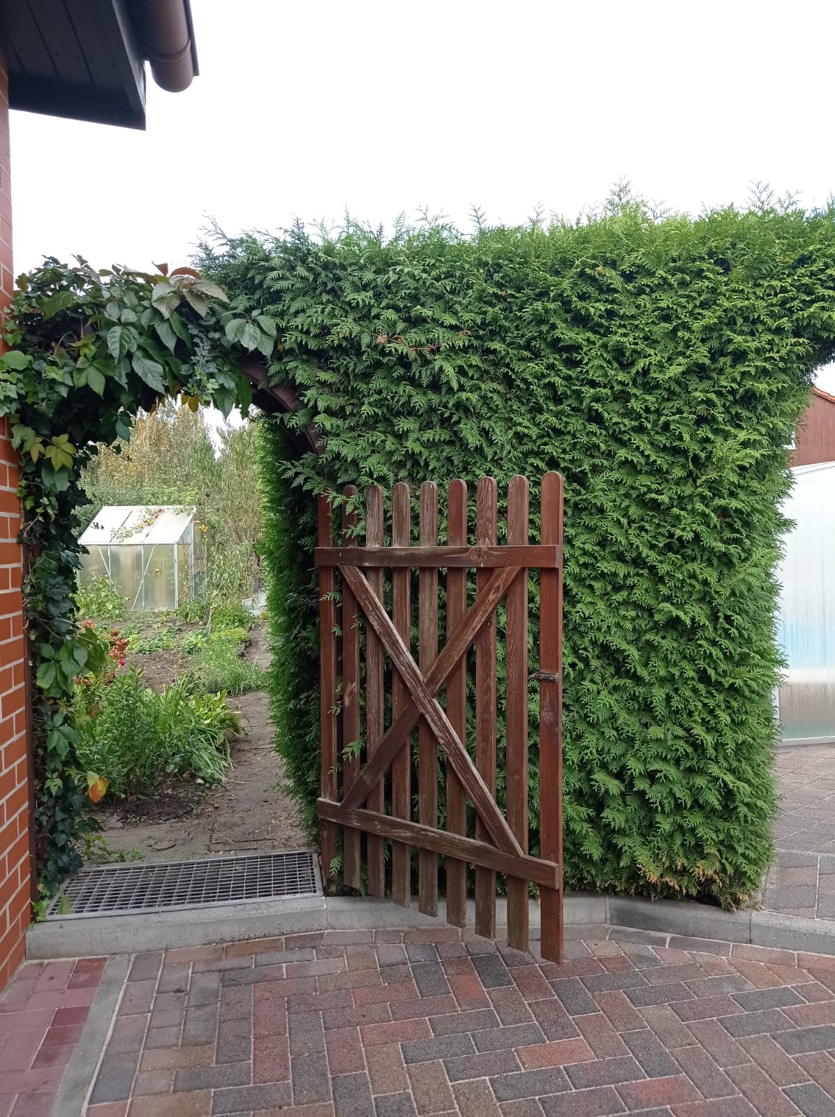Otwarta drewniana furtka prowadząca do ogrodu z gęstym żywopłotem z tui, widoczna szklarnia w tle, ceglana ściana budynku z pnącymi roślinami po lewej stronie.