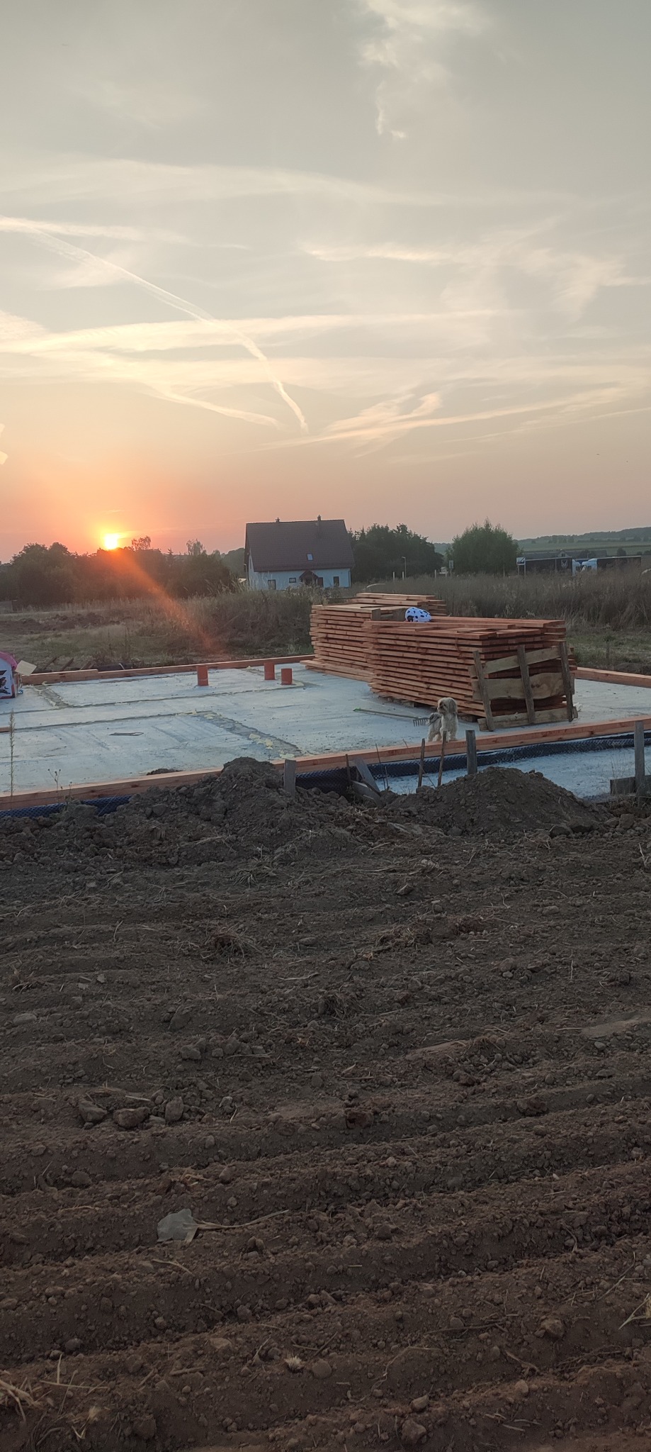 Fundamenty domu jednorodzinnego o zachodzie słońca. Na pierwszym planie wykop, w tle drewno budowlane i zarys domu. Widoczny pies rasy shih tzu.