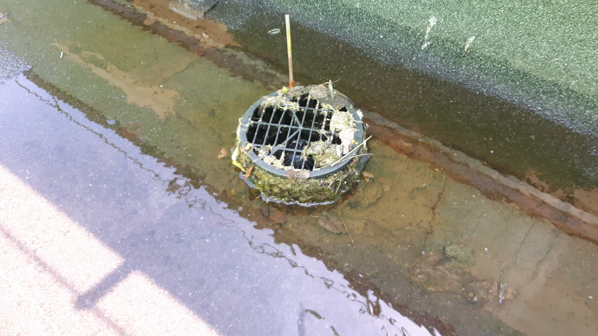 Zablokowany wpust dachowy z kratką, otoczony stojącą wodą i zanieczyszczeniami, liśćmi i gałązkami. Widoczna rdza na obrzeżach dachu.