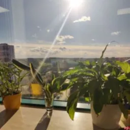 Rośliny doniczkowe na parapecie okna z widokiem na miasto w słoneczny dzień, wysoki budynek widoczny w tle.