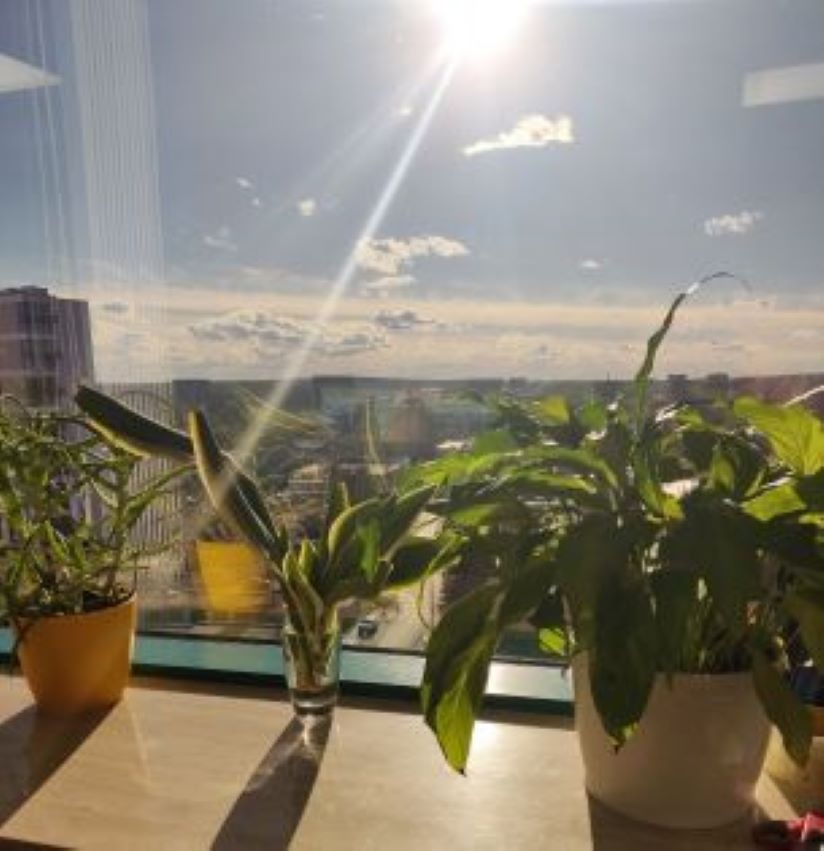 Rośliny doniczkowe na parapecie okna z widokiem na miasto w słoneczny dzień, wysoki budynek widoczny w tle.