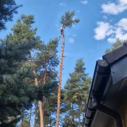 Wycinka drzew Zabrze 1