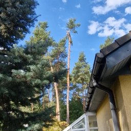 Wycinka drzew Zabrze 2