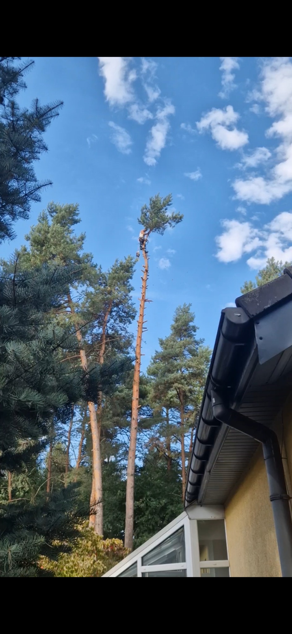 Pracownik na wysokości, w trakcie formowania korony wysokiego drzewa iglastego, na tle błękitnego nieba z chmurami, widok z dołu.