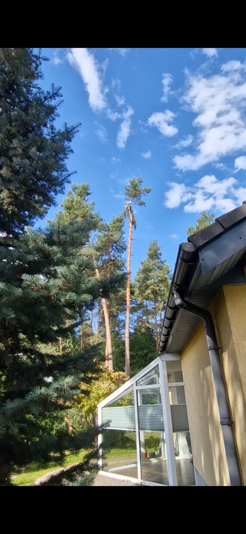 Wysokie drzewo iglaste po usunięciu gałęzi, widoczne z poziomu ogrodu przy domu z oranżerią, błękitne niebo z chmurami w tle.