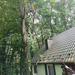 Wycinka drzew Łętowice 1