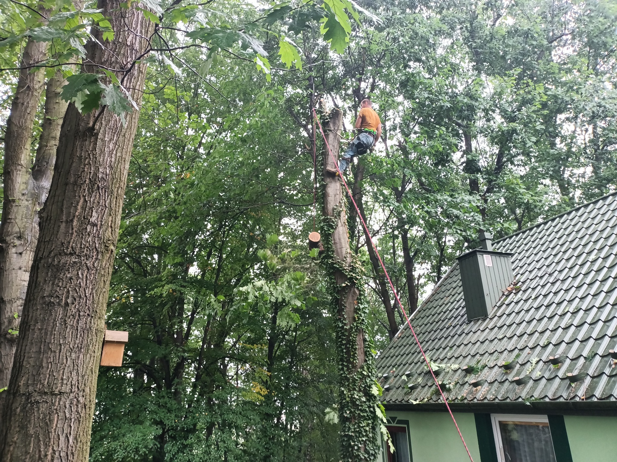 Wycinka nad dachem od góry