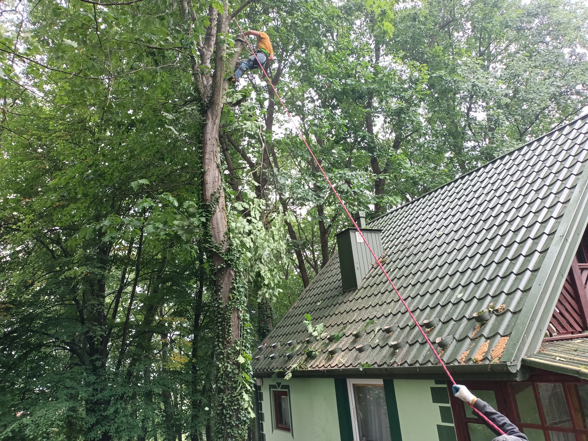 Arborysta w uprzęży tnący gałęzie drzewa obok domu z zielonym dachem, fragmenty gałęzi na dachu