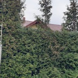 Creative House - Wysoki żywopłot z tui przed domem, częściowo przycięty, widoczna aluminiowa drabina oparta o żywopłot.