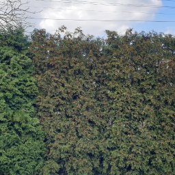 Wycinka drzew Wyry 4