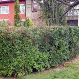 Gęsty, równo przycięty żywopłot z tui szmaragd na tle domów jednorodzinnych, widoczny z perspektywy ogrodu z drewnianym płotem i drzewem.