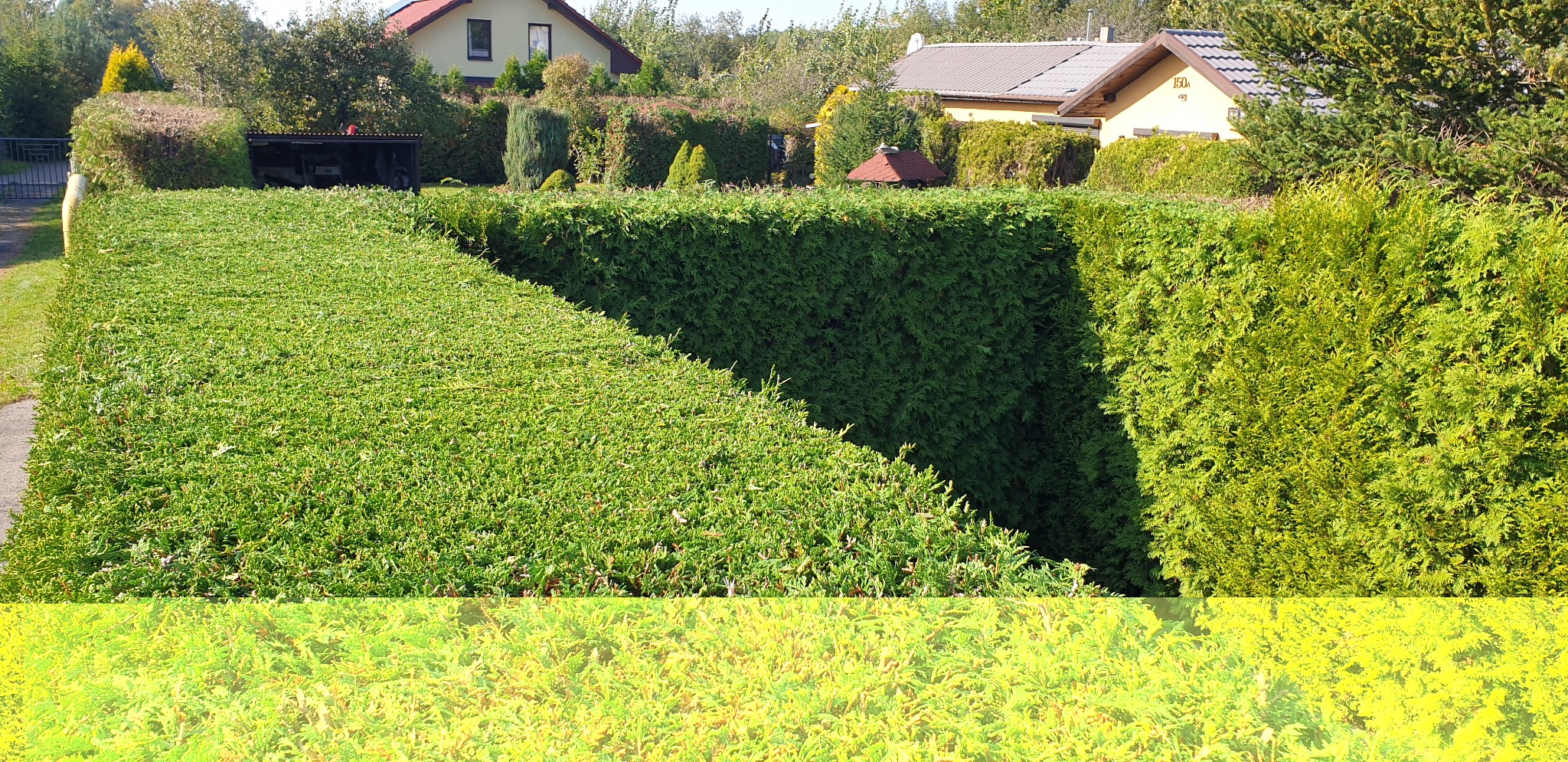 Równomiernie przycięty żywopłot z tui szmaragd, widoczne domy w tle, słoneczny dzień.