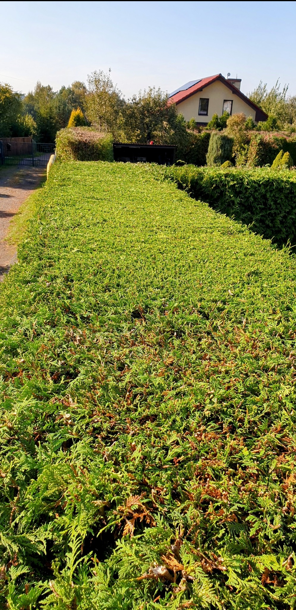 Długi, równo przycięty żywopłot z iglaków, widoczny z bliska, z domem w tle.
