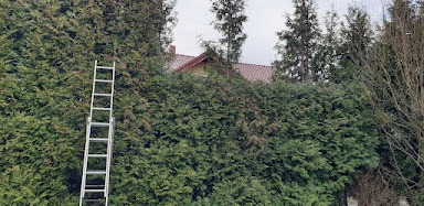 Wysoki żywopłot z tui przed domem, częściowo przycięty, widoczna aluminiowa drabina oparta o żywopłot.