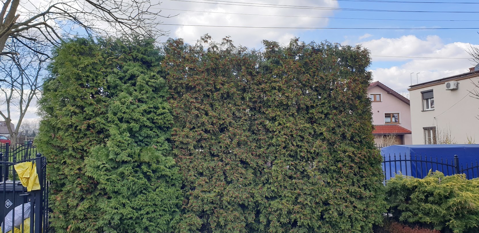 Gęsty żywopłot z tui, częściowo z brązowymi końcówkami, na tle domów i błękitnego nieba z chmurami.