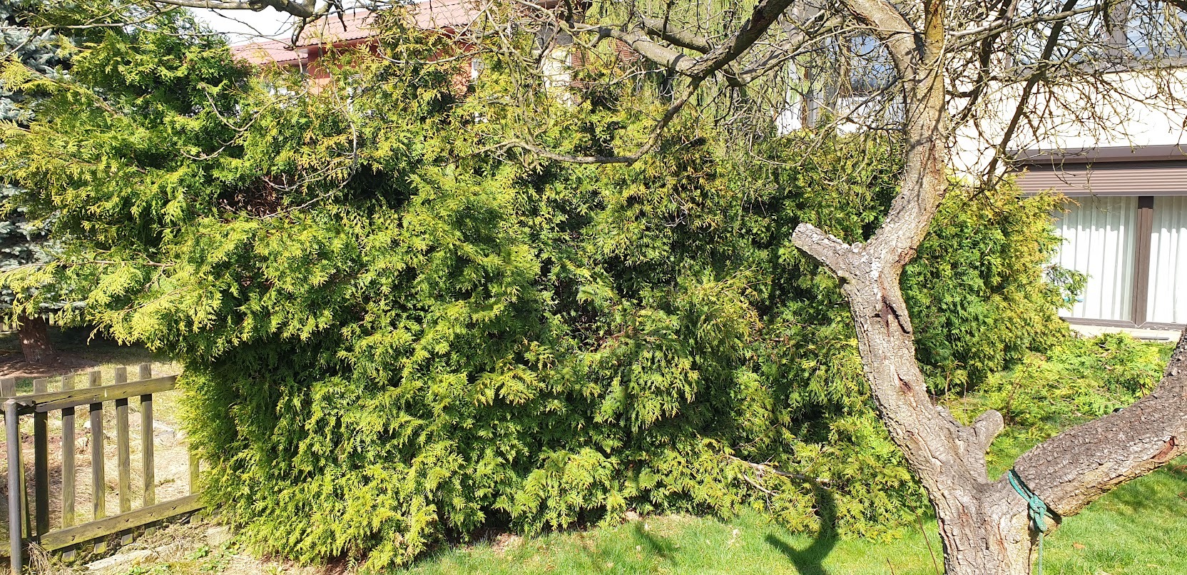 Duże ilości śniegu zniszczyły żywopłot.