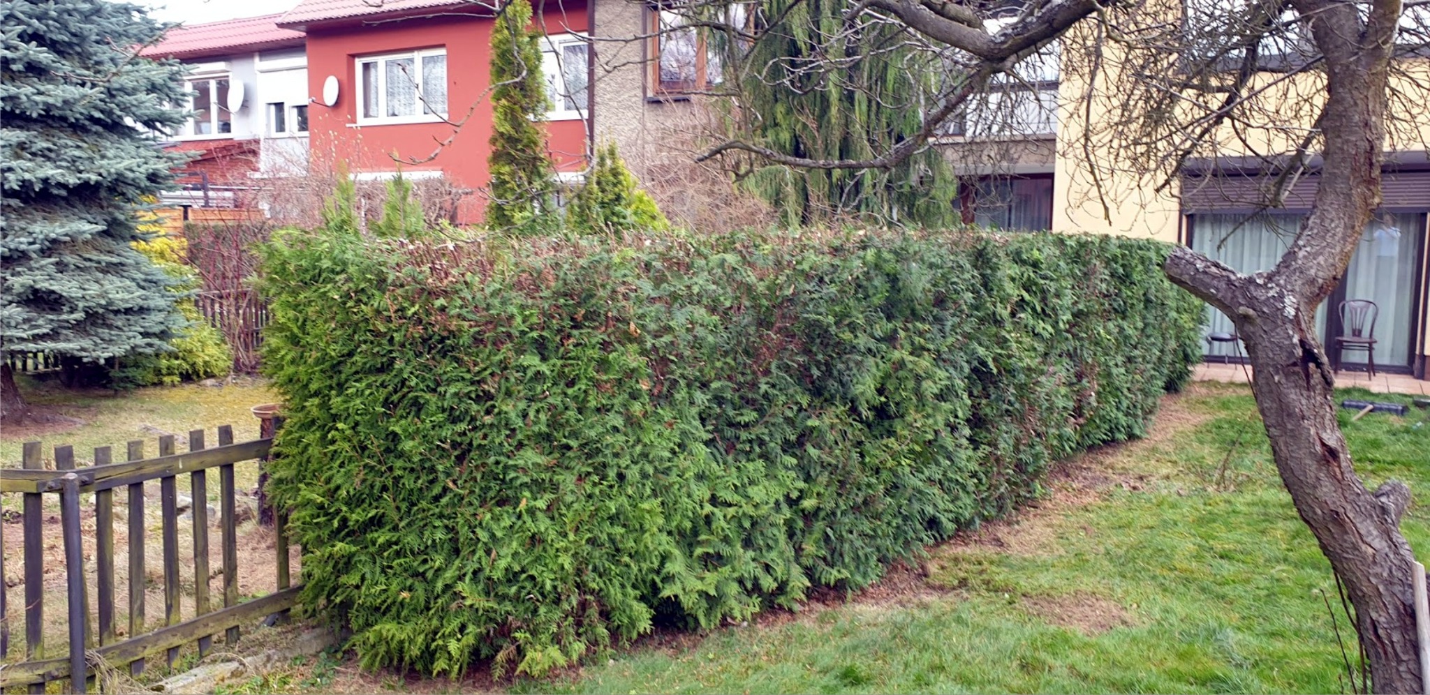 Gęsty, równo przycięty żywopłot z tui szmaragd na tle domów jednorodzinnych, widoczny z perspektywy ogrodu z drewnianym płotem i drzewem.