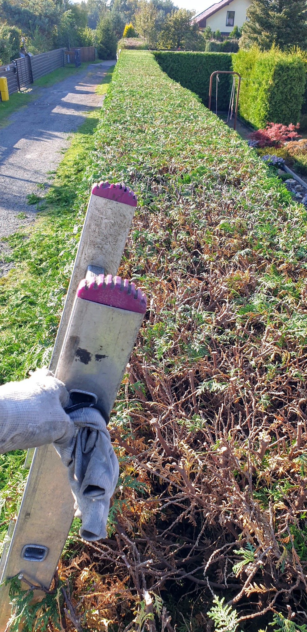 Pracownik w rękawicach trzyma drabinę na tle długiego, częściowo przyciętego żywopłotu z tui, widoczne świeżo ścięte gałęzie.