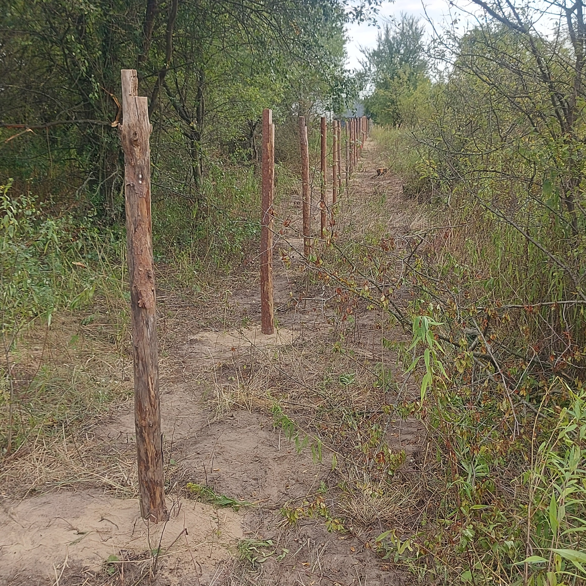 Wkopane drewniane słupki w ziemi, tworzące linię ogrodzenia na terenie zarośniętym trawą i krzewami. Widok w perspektywie, z oddalającym się rzędem słupków.