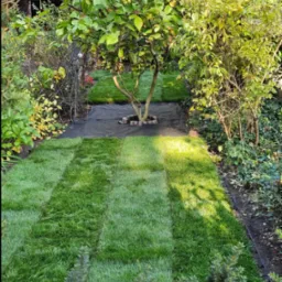 Zakładanie trawnika na działce ROD