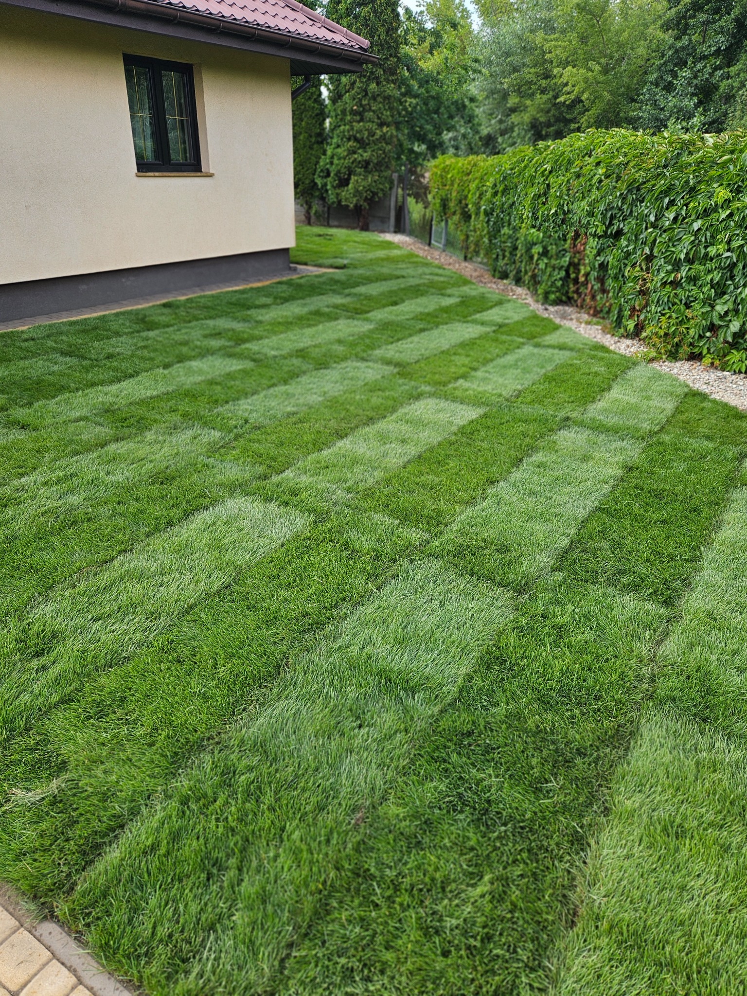 Świeżo skoszony trawnik z wzorem w szachownicę, przylegający do budynku z beżową elewacją i ciemnym oknem, obok żywopłot z bluszczu i ścieżka z jasnego żwiru.