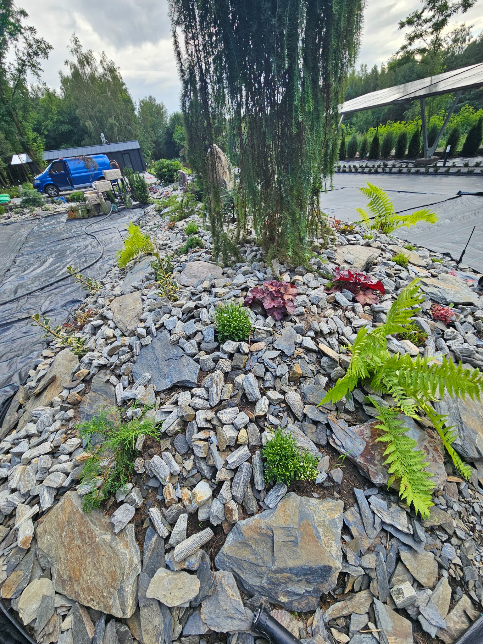 Aranżacja skalniaka z różnorodną roślinnością: paprocie, niskie krzewy, heuchery na tle kory drzewa i czarnej agrowłókniny, z widocznym systemem nawadniania i elementami otoczenia.