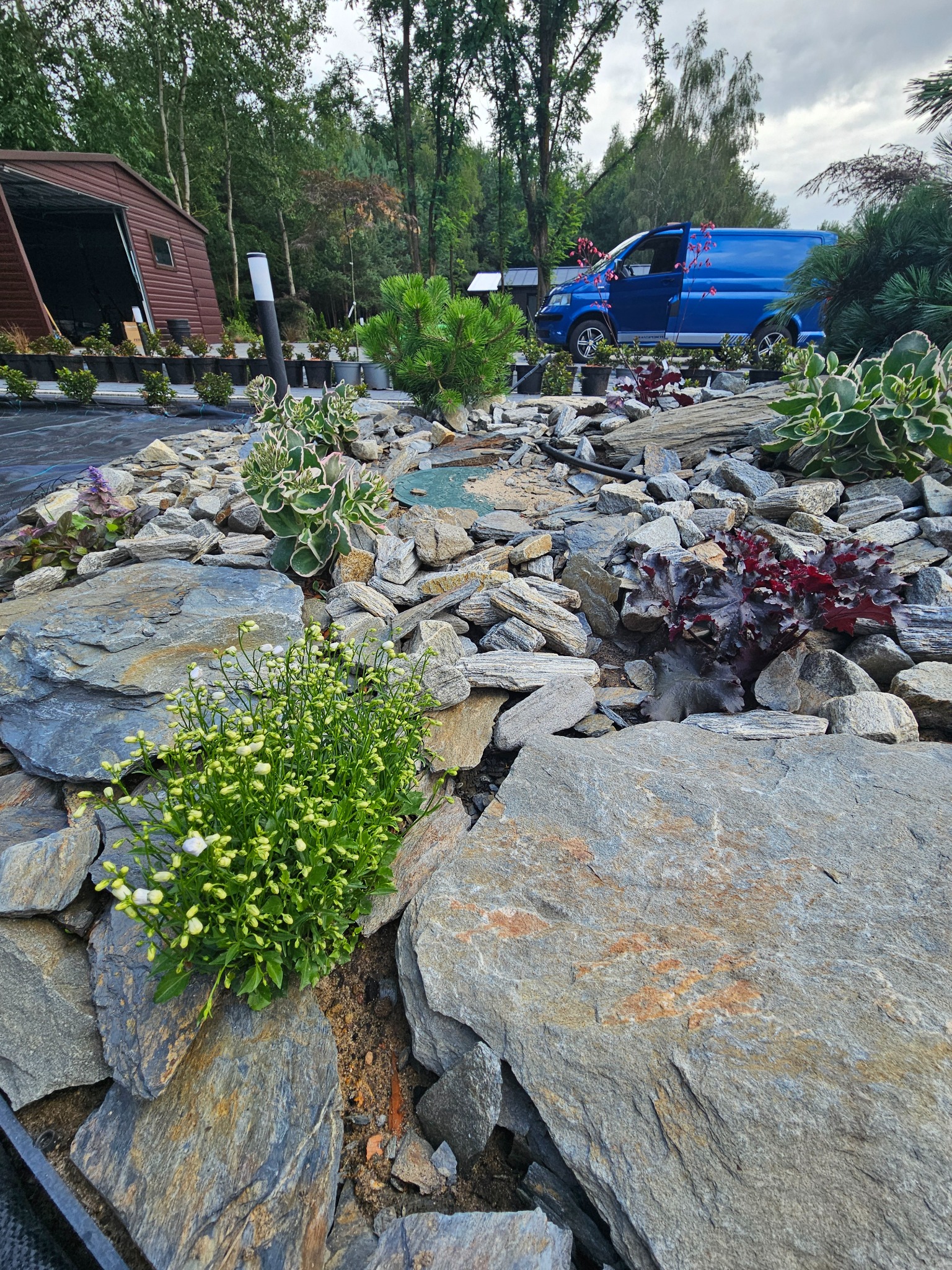 Aranżacja skalna w ogrodzie z kwitnącymi białymi kwiatami na pierwszym planie, różnorodne rośliny ozdobne, niebieski samochód dostawczy w tle, widoczne podłoże wyłożone agrowłókniną.