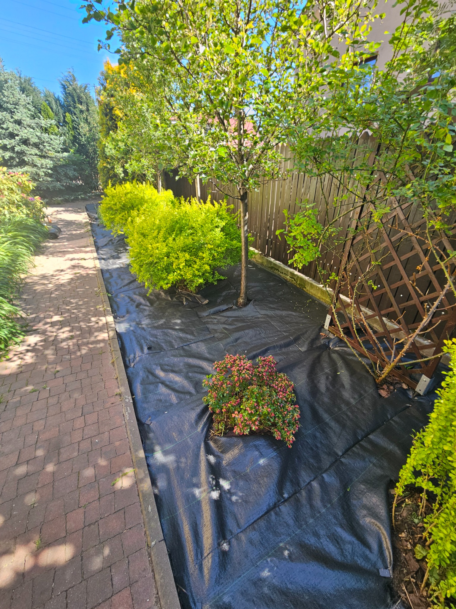 Przygotowanie terenu pod ogród: rozłożona czarna agrowłóknina, sadzonki krzewów, drzewa liściaste i iglaste w tle, obrzeże z kostki brukowej.