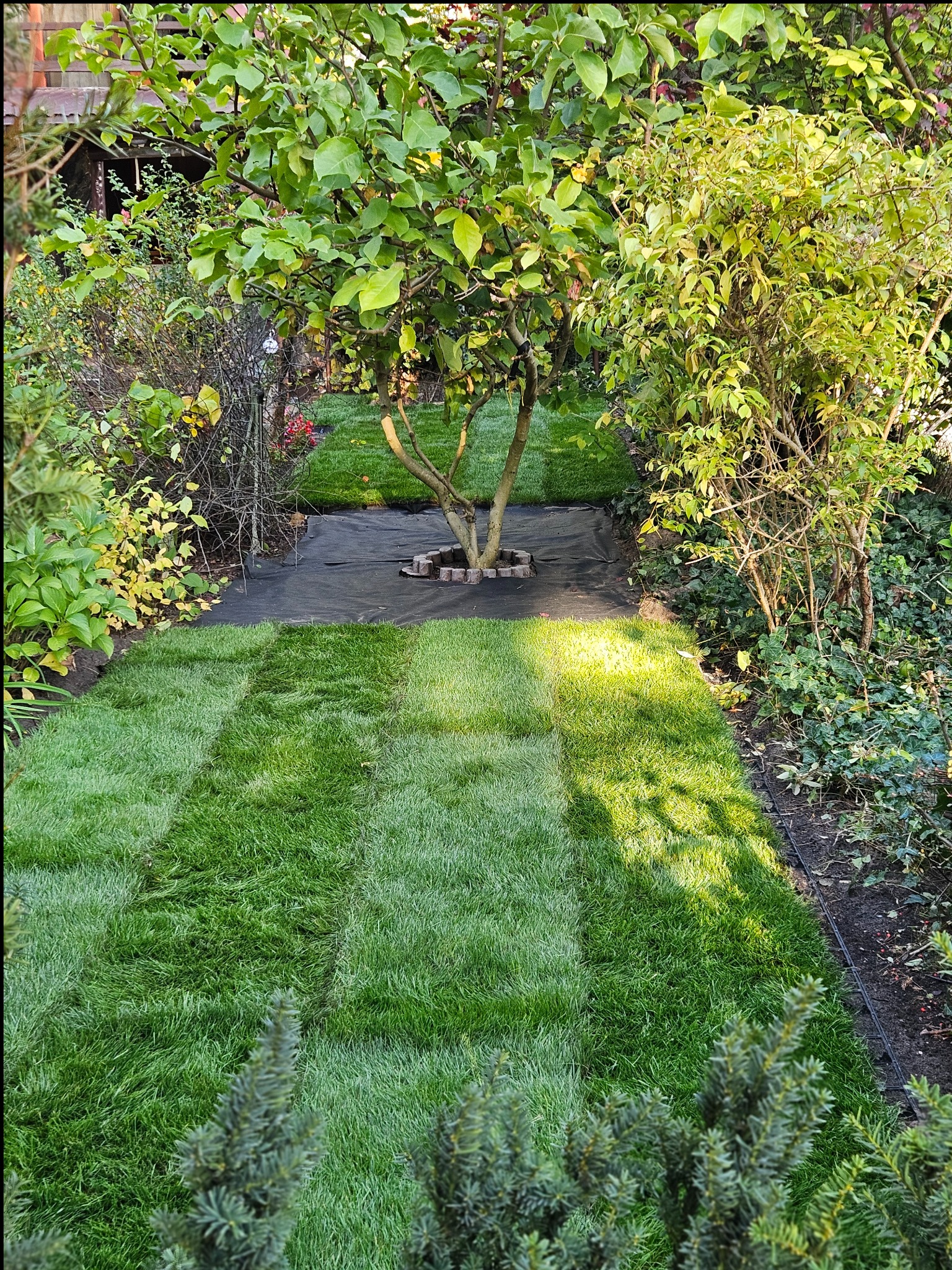 Zakładanie trawnika na działce ROD