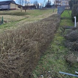 Eko - Drew Opał odnawialny Arkadiusz Kublin - Przycięty żywopłot z widocznymi świeżymi cięciami, leżące obok nożyce do żywopłotu, w tle budynki i pochmurne niebo.