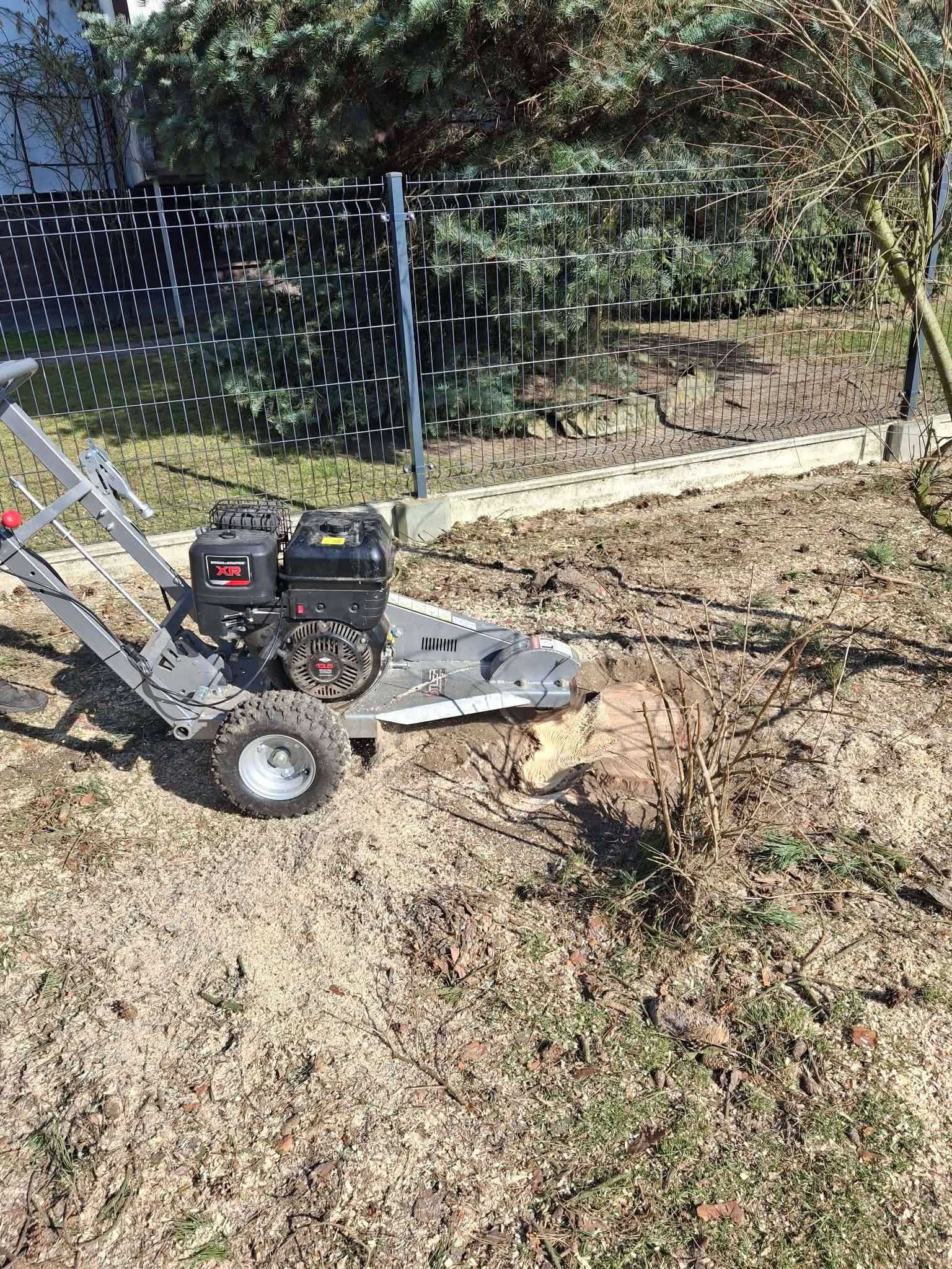 Frezarka do pni w akcji, usuwająca pień drzewa w ogrodzie. Wokół wióry, w tle siatka ogrodzeniowa i iglaki. Słoneczny dzień.