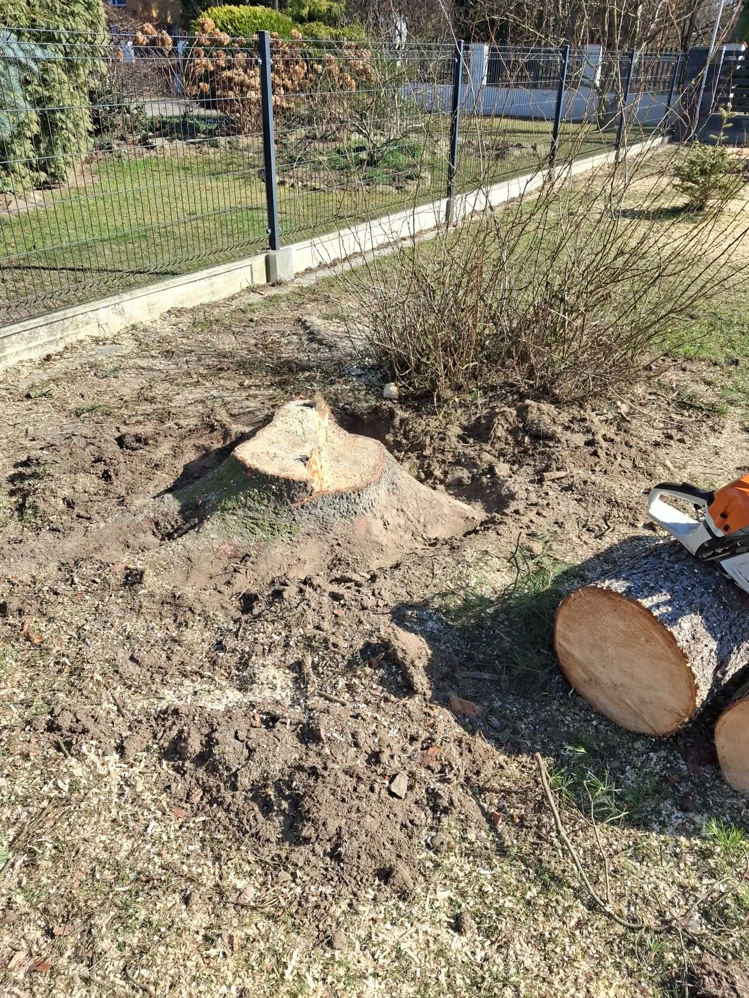 Świeżo ścięty pień drzewa na tle ogrodu z resztkami drewna i piłą łańcuchową. Widoczne ogrodzenie i krzewy. Słoneczny dzień.