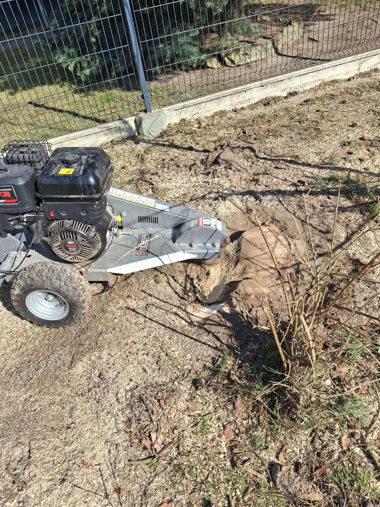 Frezarka do pni w trakcie pracy, usuwająca pień drzewa. Wokół widać wióry i resztki po frezowaniu. Tło stanowi trawnik i ogrodzenie.