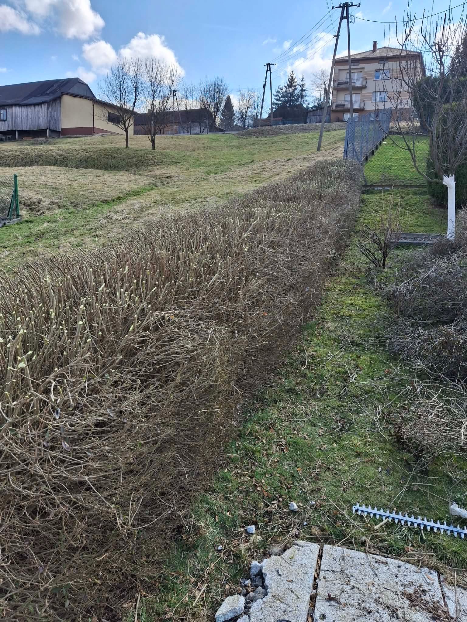 Przycięty żywopłot z widocznymi świeżymi cięciami, leżące obok nożyce do żywopłotu, w tle budynki i pochmurne niebo.